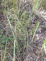 Macrozamia pauli-guilielmi