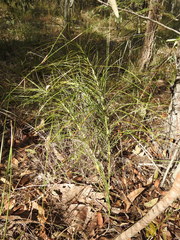 Macrozamia pauli-guilielmi