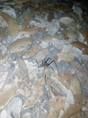 Dolichopoda geniculata