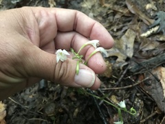 Triphora trianthophoros trianthophoros