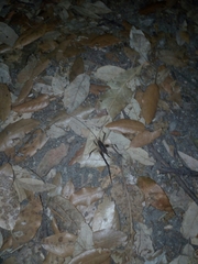 Dolichopoda geniculata