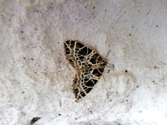 Eustroma reticulata