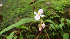 Begonia ambodiforahensis image