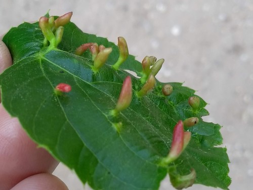 Red Nail Gall Mite, Wageningen, Nederland, photo 7 of 10