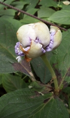Hydrangea involucrata