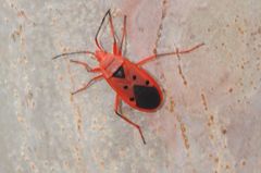 Probergrothius