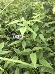 Orbexilum onobrychis