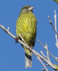 Crithagra scotops umbrosa