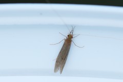 Oecetis lacustris