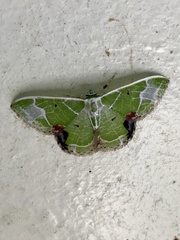 Comibaena albimarginata