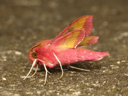 Small Elephant Hawkmoth
