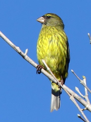 Crithagra scotops umbrosa