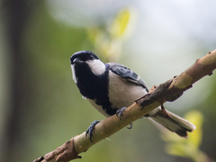 Parus cinereus