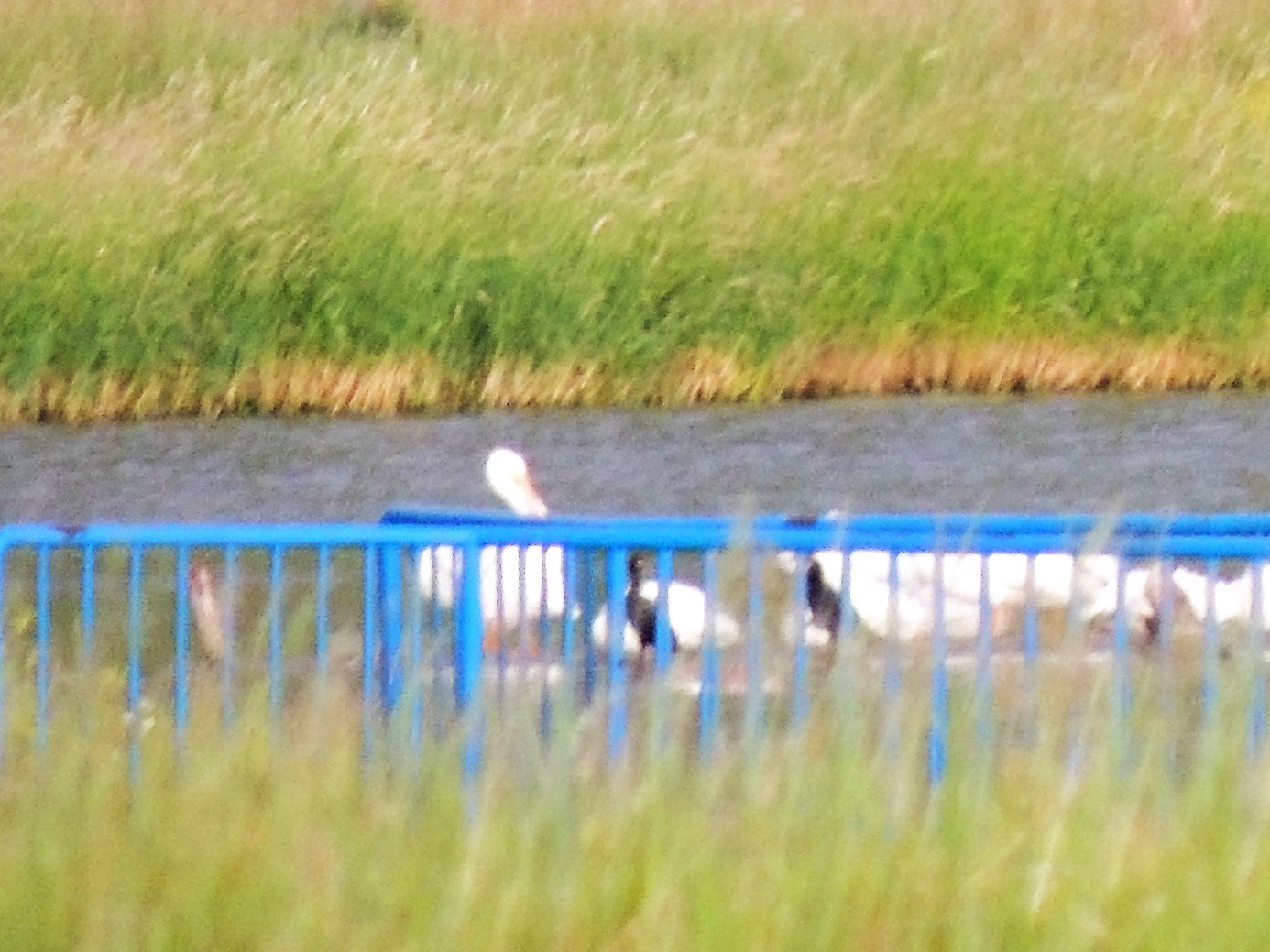 American White Pelican