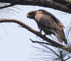 Milvus migrans