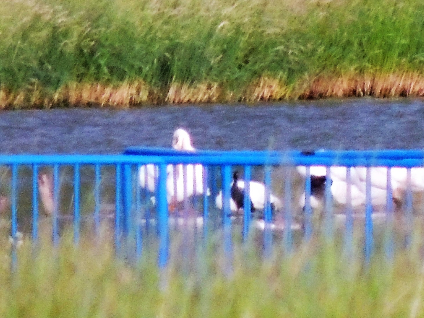 American White Pelican