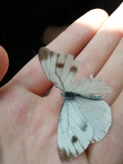 Pieris dulcinea