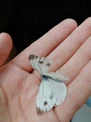 Pieris dulcinea