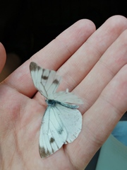 Pieris dulcinea