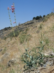 Penstemon palmeri macranthus