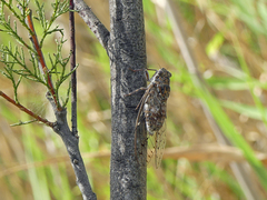 Cicada barbara