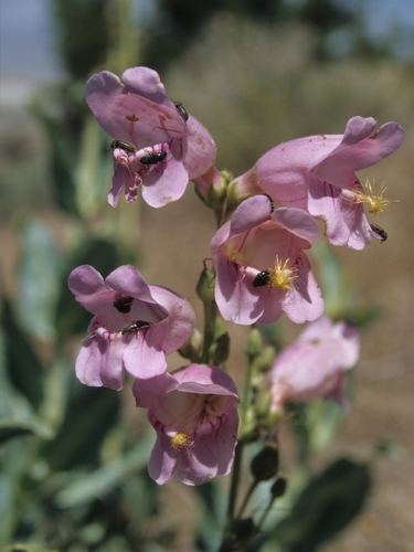 Palmer's penstemon (Penstemon palmeri)