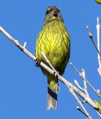 Crithagra scotops umbrosa