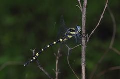 Macrogomphus annulatus