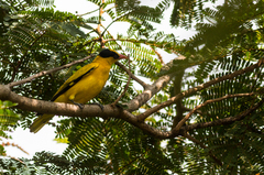 Oriolus chinensis