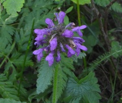 Betonica hirsuta