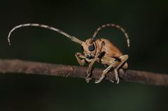 Celosterna scabrator