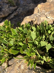 Centella triloba