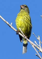 Crithagra scotops umbrosa