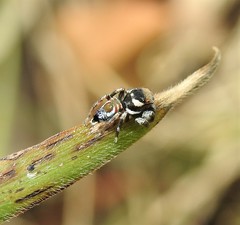 Maratus ottoi