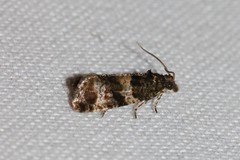 Lobesia abscisana