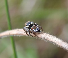 Maratus ottoi