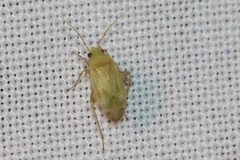 Megalocoleus molliculus