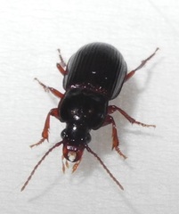 Carabidae