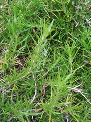 Magnoliopsida