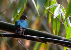 Chalcophaps indica