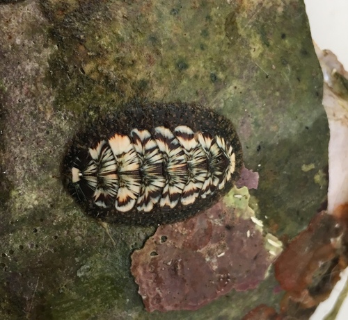 Woody Chiton