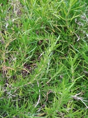 Magnoliopsida