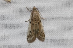 Phycitodes binaevella