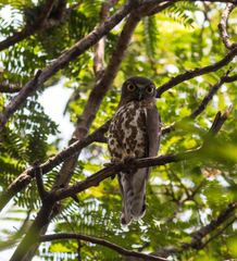Ninox scutulata