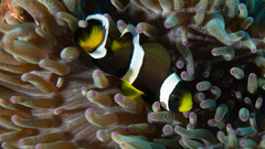 Amphiprion latezonatus