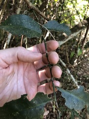 Capparis arborea