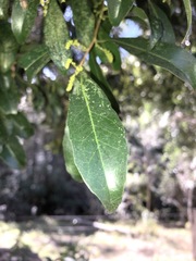 Elaeocarpus obovatus