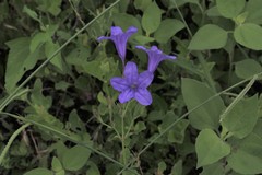 Ruellia nudiflora
