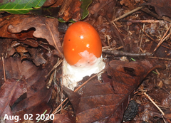 Amanita hemibapha