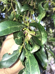 Elaeocarpus obovatus